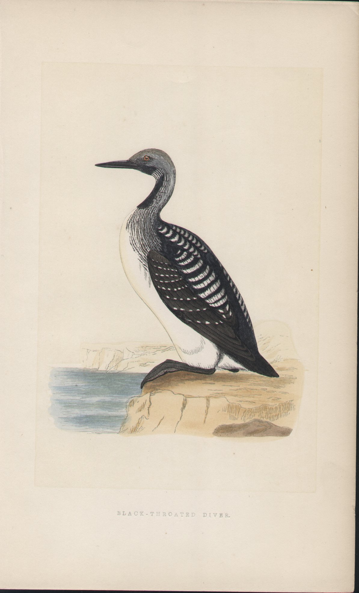 Wood - Black-throated Diver - Fawcett